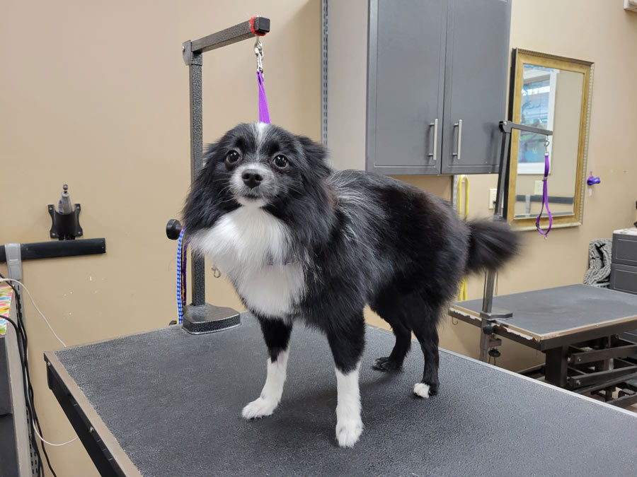 Grooming Salon in Carrollton, VA | Pet Paradise<br />
